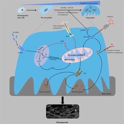 The Role of Osteoclast Energy Metabolism in the Occurrence and Development of Osteoporosis